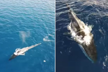 ¡SE LA MOSTRAMOS! Avistan a “Codamozza”, la legendaria ballena de 20 metros que vaga sin cola por el mar Mediterráneo (+Video)