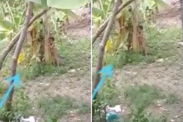 ¡ABUSO! Video de un niño atado a una mata de plátano en Ocumare del Tuy causa indignación en las redes (su madre fue detenida)