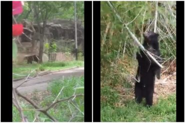 ¡VÉALO! Oso frontino se escapó de su cautiverio en parque Bararida de Barquisimeto: Aseguran que lo hizo por hambre