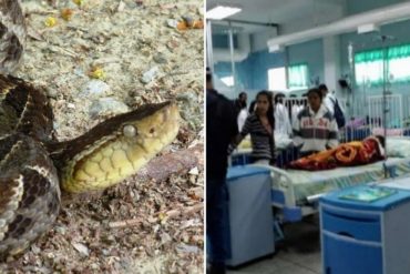 ¡ANGUSTIANTE! Niño mordido por serpiente al borde de la muerte en el hospital Razetti de Barinas: No hay suero antiofídico para tratarlo