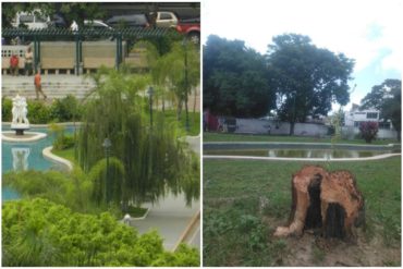 ¡UNA BARBARIE! Molestia en la comunidad ucevista por tala de los “sauces llorones” de la Plaza Las Tres Gracias (+Fotos)