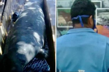 ¡ATENCIÓN! Detuvieron al responsable de la muerte de un manatí en el estado Apure