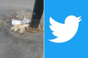 ¡CAUSÓ FUROR! En redes repudiaron el abandono de un perrito Poddle en Los Teques: «Como si fuera un desecho» (+Reacciones y foto)