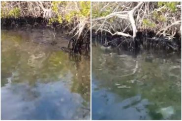 ¡DOLOROSO! Derrame de petróleo también afectó los manglares del cayo Los Juanes (desmienten al ministro chavista de Ecosocialismo) (+Videos)