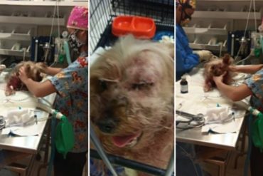 ¡TERRIBLE! Un perro perdió el ojo izquierdo tras ser supuestamente lesionado en peluquería canina en Maracay: “No quieren hacerse responsables”