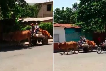 ¡TIENE QUE VERLO! Maestra se movilizó en una carreta con bueyes para reintegrarse a dar clases en Ocumare del Tuy y causó furor en redes (+Video)