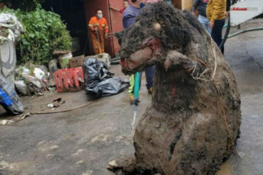 ¡NO SE LO PIERDA! La verdad sobre la rata gigante de casi dos metros hallada en una alcantarilla en Ciudad de México (+Video +Fotos)