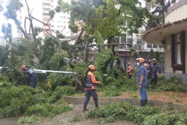 ¡SE LO MOSTRAMOS! Enorme árbol cayó este #3Sep en la parroquia Candelaria debidos a las fuertes lluvias y obstaculizó la vía pública (+Fotos +video)