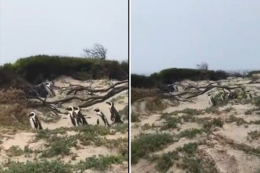 ¡CAUSÓ FUROR! Lo que estaría detrás del supuesto “avistamiento de pingüinos” en Paraguaná que fue el centro de la polémica en redes (+Video)