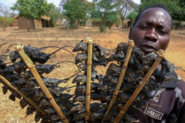 ¡IMPACTANTE! «Brochetas de ratón»: La comida de «resistencia» a la que recurren en Malaui para amortiguar el hambre en medio de la pandemia