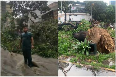 ¡LE MOSTRAMOS! Fuertes lluvias de este #15Oct inundaron la avenida Andrés Bello de Caracas: Reportan caída de un árbol (+Videos)