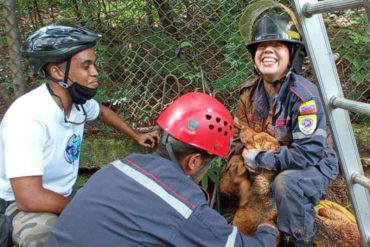 ¡HEROÍCO! Bomberos de la UCV rescataron a un perro que cayó en un hueco profundo en Ciudad Universitaria (+Fotos)