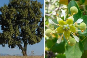 ¡INTERESANTE! El árbol sagrado que contiene un ingrediente «clave» para combatir el covid-19