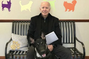 ¡LE MOSTRAMOS! Major, la mascota de Joe Biden, será el primer perro rescatado que vivirá en la Casa Blanca