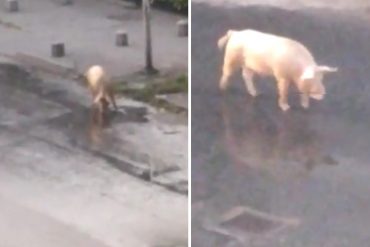 ¿SE ESCAPÓ EL PERNIL? Captan a un cochino caminando despreocupado por las calles de El Paraíso (+Video)