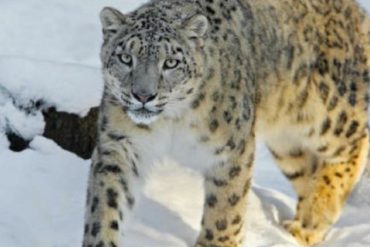 ¡MÁS O MENOS! Leopardo de las nieves dio positivo por coronavirus: Tiene síntomas leves