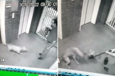 ¡TERRIBLE! “Justicia para Max”: denuncian a dueños de un Pitbull que atacó salvajemente y mató a otro perro en Santa Fe (+Video MUY FUERTE)
