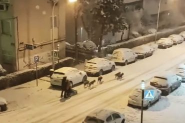 ¡VÉALO! El video viral de un hombre que se paseaba con un “trineo de perros” por las nevadas calles de Madrid