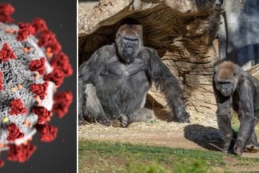 ¡LO QUE SE SABE! Dos gorilas dieron positivo por coronavirus en un zoológico de Estados Unidos: son los primeros casos de contagio en esta especie (+Detalles)