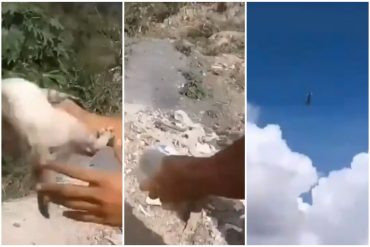 ¡QUÉ DESGRACIA! Reportan nuevo hecho de violencia contra animales: Registran cómo un gato fue lanzado al vacío en Petare (+Video perturbador)
