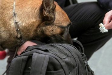 ¡QUÉ AVANCE! En el estadio de Miami Heat usarán perros entrenados para detectar el COVID-19 con el olfato