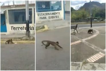 ¡QUÉ LOCURA! Tipo Jumanji: 40 monos escaparon de zoológico abandonado de Maracay y se paseaban por las calles de la ciudad (+Video)