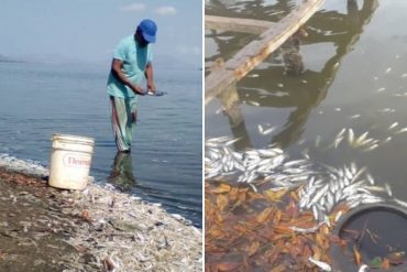 ¡LAMENTABLE! Miles de peces amanecieron muertos en Puerto Píritu este #24Feb: Presumen que sería la consecuencia de los derrames petroleros en el sector