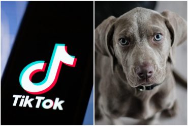 ¡QUÉ LOCURA! El peligroso reto que se ha vuelto viral en TikTok y que pone en riesgo la vida de los perros (+Advertencia)