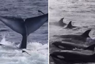 ¡SE LO MOSTRAMOS! “Dio su último aliento y desapareció”: el impresionante video de una ballena azul gigante siendo devorada por 70 orcas