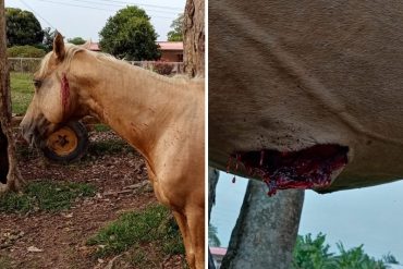 ¡GRAVE! Denuncian que la FANB disparó contra animales en fincas de Apure durante conflicto armado (+Fotos fuertes)