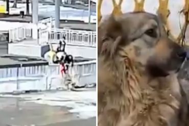 ¡ADMIRABLE! Jóvenes rescataron a un perro que quedó atrapado en un témpano de hielo desprendido: la heroica acción se hizo viral (+Video)