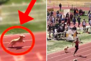 ¡CORRE, PERRITU! El video viral de un can que se coló en una competencia escolar de relevo femenino en EEUU…¡Y ganó!