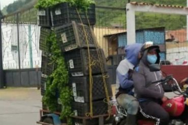 ¡TIENE QUE VERLO! “Mototritones”: la nueva y creativa modalidad de transporte con la que movilizan las cosechas de verduras y hortalizas en Mérida