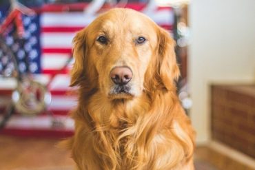 ¡PENDIENTES! EEUU prohíbe la entrada de perros procedentes de Venezuela (+El motivo de la radical medida)