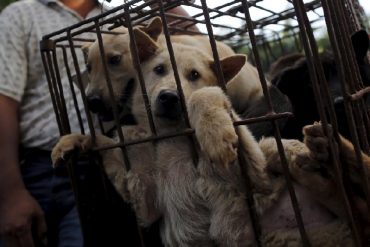 ¡HORROR! Comenzó el polémico festival en China en el que los participantes comen carne de perro: aseguran que los mantienen en jaulas y los “hierven” vivos