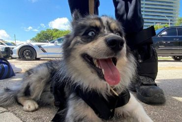 ¡VÉALA! Conoce a Oreo, la perrita que forma parte del grupo de rescate que trabaja contra reloj en la zona del derrumbe del edificio en Miami (+Fotos)