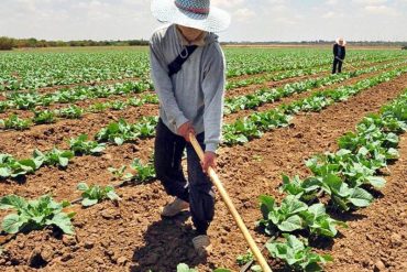 ¡LE DECIMOS! Advierten que sector agrícola necesita inversión de 1000 millones de dólares para poder cumplir metas