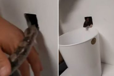 ¡TIENE QUE VERLO! Serpiente en un hoyo: El método de “fumigación natural” contra los roedores que causó furor en redes sociales (+Video)