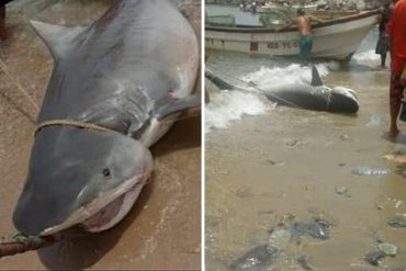 ¡SEPA! Pescadores cazaron a un tiburón en peligro de extinción en Macuto y generaron indignación (+Video)