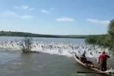 ¡NO SE LO PIERDA! El espectacular cardumen que se observó en el Río Orinoco y sorprendió a pescadores y habitantes este #17Jul (+Video impresionante)