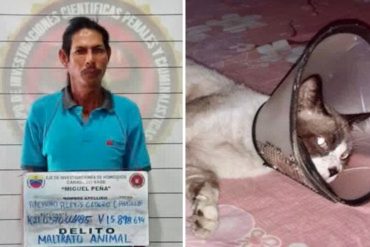 ¡TERRIBLE! Detuvieron a un hombre que apuñaló al gato de su vecino en Carabobo: el sujeto dijo que le “molestaba” el maullido de la mascota