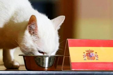 ¡TE LO MOSTRAMOS! Conoce al «gato Aquiles», el nuevo «oráculo» del fútbol (ha acertado el resultado de seis partidos de la Eurocopa) (+Video)