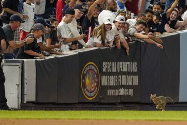 ¡INSÓLITO! Un gato se robó el show en pleno juego en el Yankee Stadium: los de seguridad intentaron perseguirlo y así los esquivó (+Video)