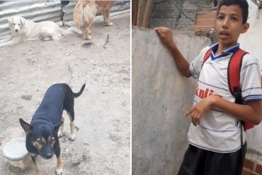 ¡LO ACLARARON TODO! «Querían ayudarlo a curar su oreja herida”: desmienten el presunto caso de maltrato animal en Caracas (Detuvieron a la dueña) (+Videos)