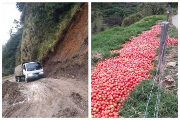 ¡LE CONTAMOS! Productores en Mérida pierden sus cosechas ante la imposibilidad de trasladarlas: botaron cientos de kilos de tomates (+Video)