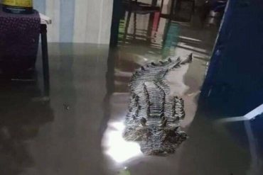 ¡FALSO! Desmienten que imagen de un cocodrilo dentro de casa inundada sea en Apure, Venezuela