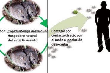 ¡ENTÉRESE! Reportan que 5 personas en Barinas murieron por la «fiebre del guanarito», virus que comparan con el ébola