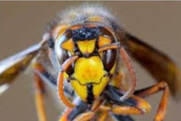 ¡UNA TRAGEDIA! Un hombre de 60 años murió tras ataque de abejas en Carabobo (otras 6 personas resultaron lesionadas)