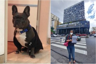 ¡TERRIBLE! Denuncian la muerte de un perrito de 11 meses por presunta negligencia de la empresa VIP Consentidog (+Detalles alarmantes)