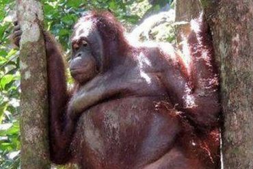 ¡ATROZ! La macabra historia de Pony, la orangután abusada por cientos de hombres en un burdel de Indonesia